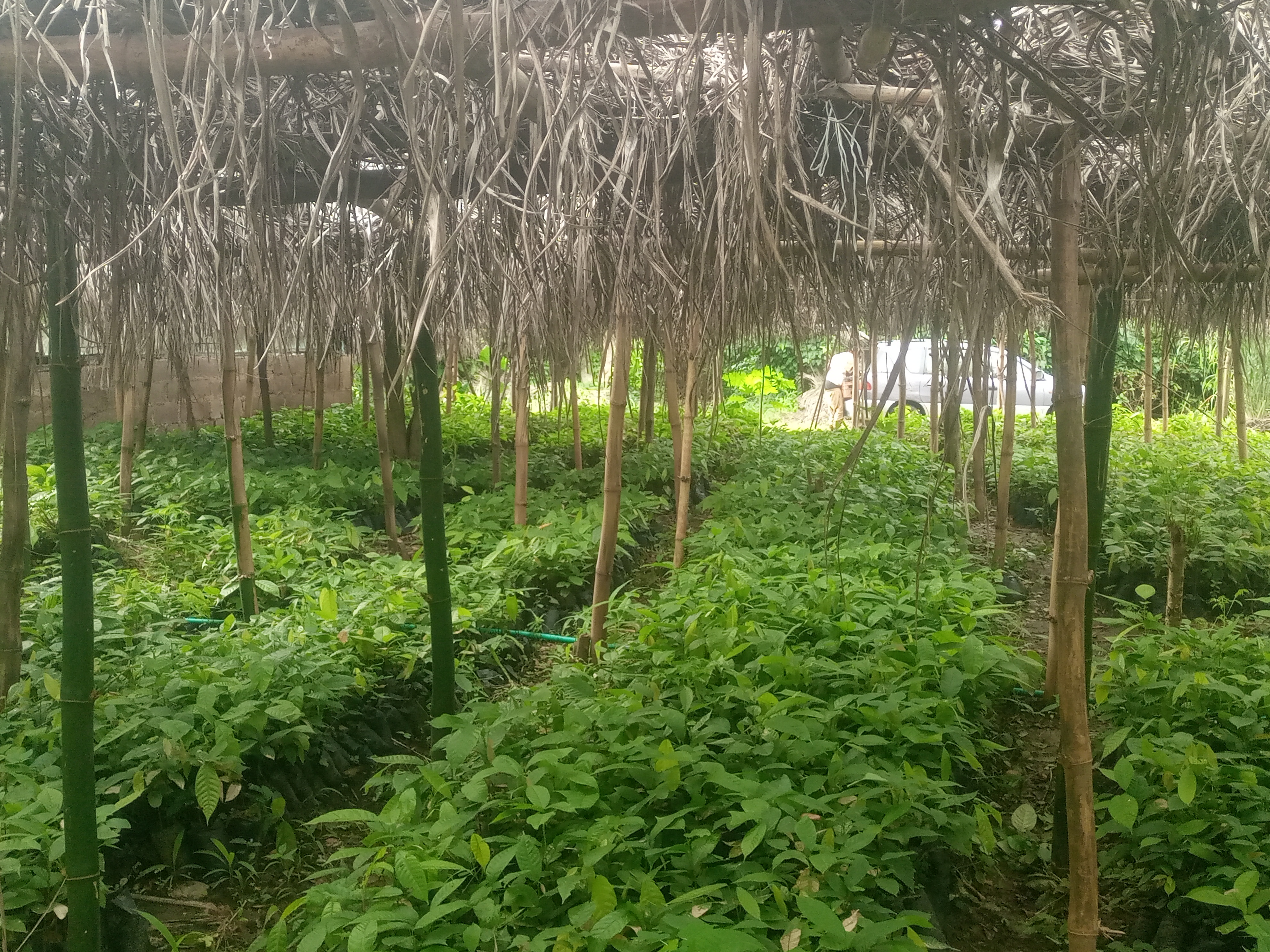 Favour-Bel cocoa farm